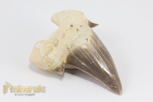 FS878-3_fossili_collezione_denti_vertebrati_squalo_otodus_marocco.logo