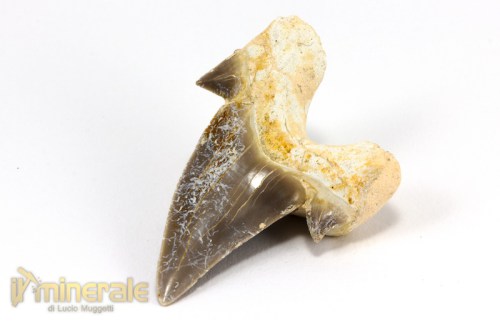 FS878-4_fossili_collezione_denti_vertebrati_squalo_otodus_marocco.logo