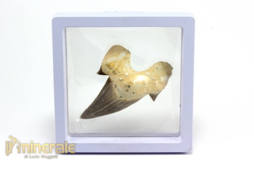 FS878-5_fossili_collezione_denti_vertebrati_squalo_otodus_marocco.logo