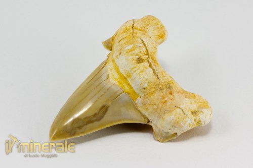 FS882-2_fossili_collezione_denti_vertebrati_squalo_otodus_marocco.logo