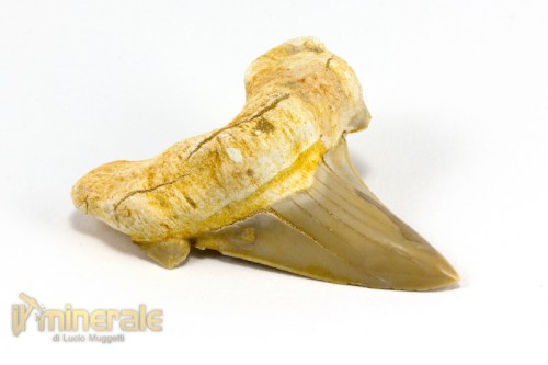 FS882-3_fossili_collezione_denti_vertebrati_squalo_otodus_marocco.logo