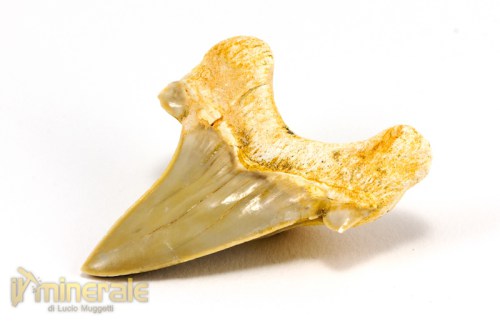 FS882-4_fossili_collezione_denti_vertebrati_squalo_otodus_marocco.logo