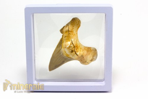 FS882-5_fossili_collezione_denti_vertebrati_squalo_otodus_marocco.logo