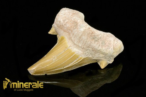 FS883-1_fossili_collezione_denti_vertebrati_squalo_otodus_marocco.logo