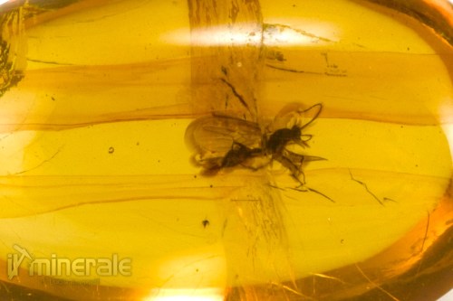 FS944-3_fossili_collezione_ambra_santodomingo_insetti_formica_alata