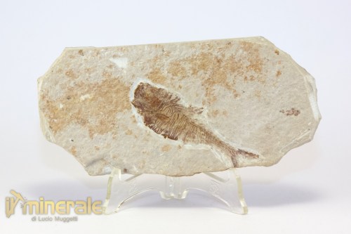 FS947-2_fossili_collezione_vertebrati_pesci_diplomistus_wyoming