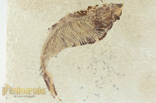 FS948-4_fossili_collezione_vertebrati_pesci_diplomistus_wyoming