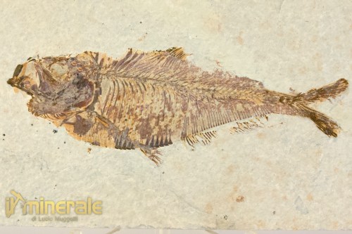FS949-3_fossili_collezione_vertebrati_pesci_diplomistus_wyoming