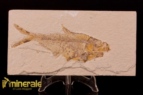 FS950-1_fossili_collezione_vertebrati_pesci_diplomistus_wyoming