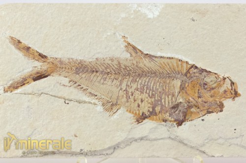 FS950-3_fossili_collezione_vertebrati_pesci_diplomistus_wyoming