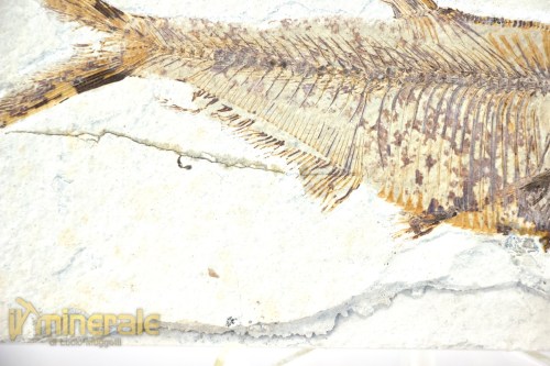 FS950-4_fossili_collezione_vertebrati_pesci_diplomistus_wyoming