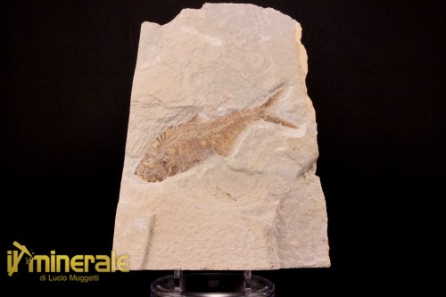 FS951-1_fossili_collezione_vertebrati_pesci_diplomistus_wyoming