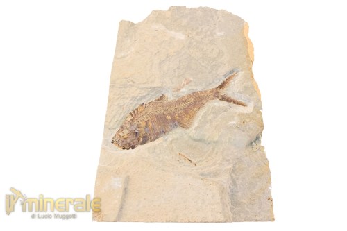 FS951-2_fossili_collezione_vertebrati_pesci_diplomistus_wyoming