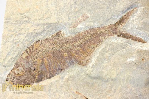 FS951-4_fossili_collezione_vertebrati_pesci_diplomistus_wyoming