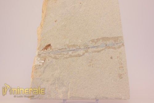 FS951-5_fossili_collezione_vertebrati_pesci_diplomistus_wyoming