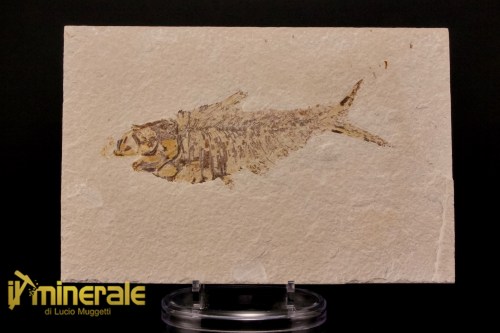 FS952-1_fossili_collezione_vertebrati_pesci_diplomistus_wyoming