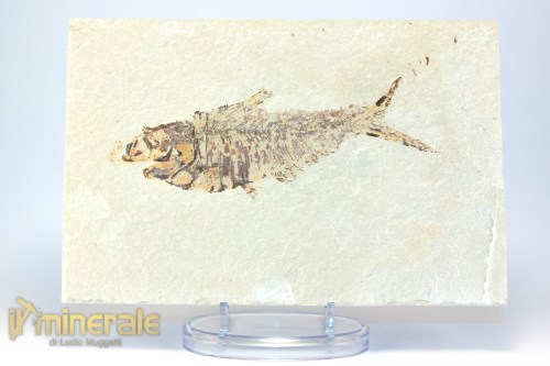 FS952-2_fossili_collezione_vertebrati_pesci_diplomistus_wyoming