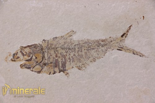 FS952-3_fossili_collezione_vertebrati_pesci_diplomistus_wyoming