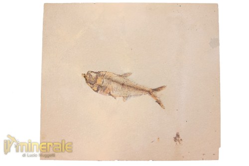 FS953-2_fossili_collezione_vertebrati_pesci_diplomistus_wyoming