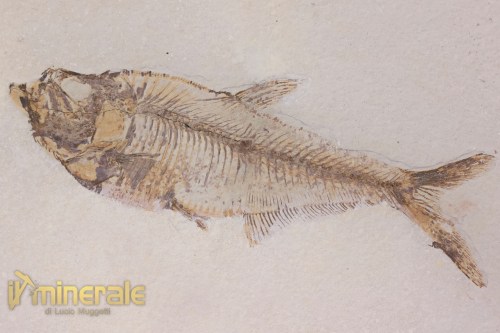 FS953-4fossili_collezione_vertebrati_pesci_diplomistus_wyoming