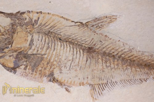 FS953-5_fossili_collezione_vertebrati_pesci_diplomistus_wyoming