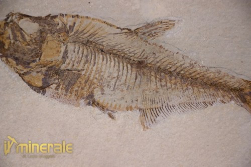 FS953-6_fossili_collezione_vertebrati_pesci_diplomistus_wyoming