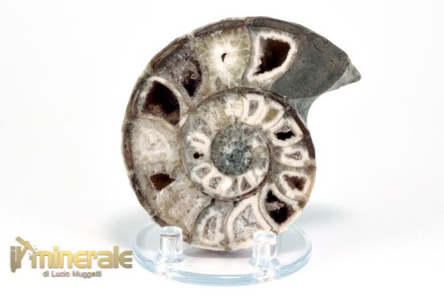 FS954-2_fossili_collezione_molluschi_ammoniti_nigeria