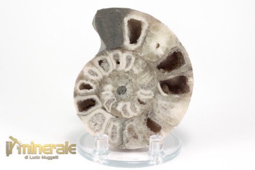 FS954-3_fossili_collezione_molluschi_ammoniti_nigeria