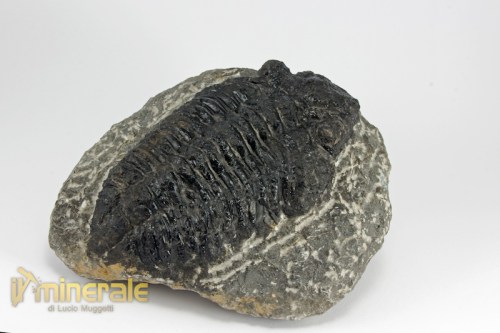 FS981-2_fossili_collezione_invertebrati_trilobiti_marocco_phacops.logo