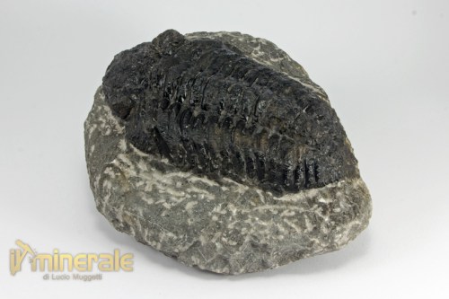 FS981-3_fossili_collezione_invertebrati_trilobiti_marocco_phacops.logo