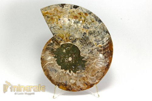 FS986-4_fossili_collezione_arredamento_ammonite_cleoniceras_madagascar.logo