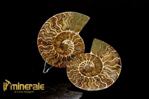 FS990-1_fossili_collezione_arredamento_ammonite_cleoniceras_madagascar.logo