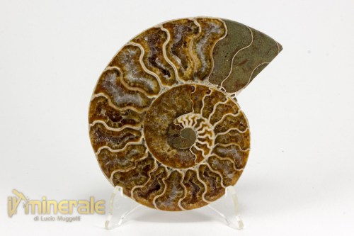FS990-2_fossili_collezione_arredamento_ammonite_cleoniceras_madagascar.logo
