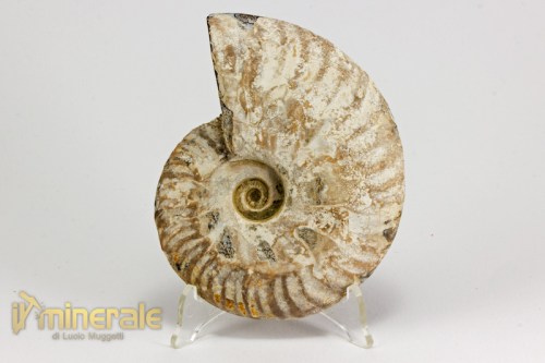 FS990-3_fossili_collezione_arredamento_ammonite_cleoniceras_madagascar.logo