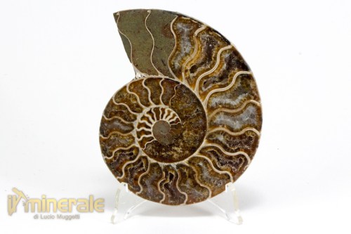 FS990-4_fossili_collezione_arredamento_ammonite_cleoniceras_madagascar.logo