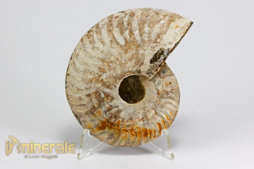 FS990-5_fossili_collezione_arredamento_ammonite_cleoniceras_madagascar.logo