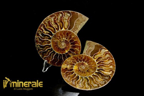 FS992-1_fossili_collezione_arredamento_ammonite_cleoniceras_madagascar.logo