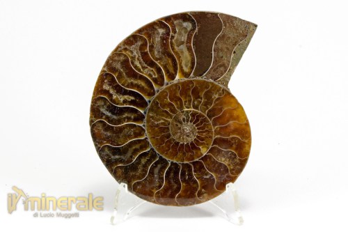FS992-2_fossili_collezione_arredamento_ammonite_cleoniceras_madagascar.logo