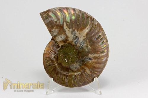 FS992-3_fossili_collezione_arredamento_ammonite_cleoniceras_madagascar.logo