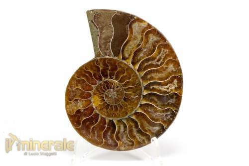 FS992-4_fossili_collezione_arredamento_ammonite_cleoniceras_madagascar.logo