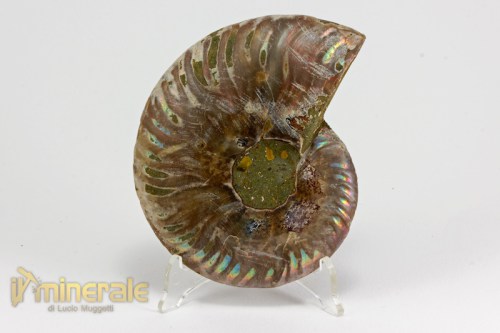 FS992-5_fossili_collezione_arredamento_ammonite_cleoniceras_madagascar.logo