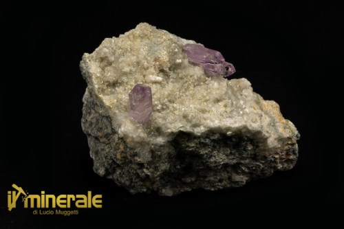 MN1142A-1_minerali_collezione_quarzo_ametistino_osilo_collection_minerals.logo