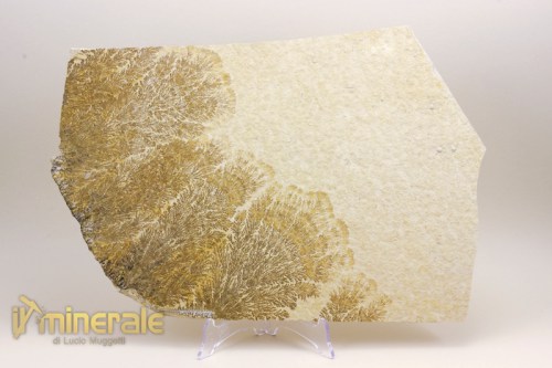MN1626-2_minerali_collezioe_ossido_manganese_dentriti_psilomelano-640