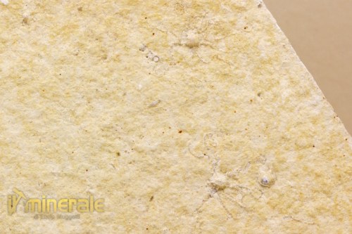MN1626-4_minerali_collezioe_ossido_manganese_dentriti_psilomelano-640