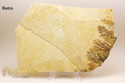 MN1626-5_minerali_collezioe_ossido_manganese_dentriti_psilomelano-640