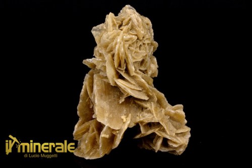 MN1783-1_minerali_collezione_arredamento_gesso_rose_del_deserto_tunisia.logo
