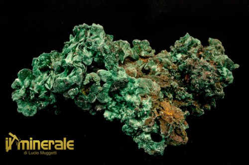 MN1986-1_minerali_collezione_carbonati_malachite_feltrata.logo