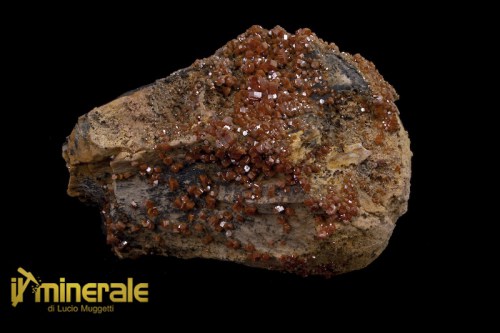 MN224-1_minerali_collezione_vanadinite_marocco.logo