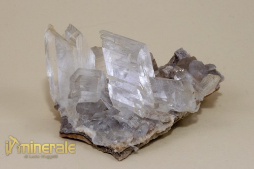 MN855-2_minerali_collezione_gesso_messico.logo