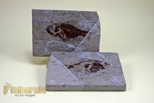 fs183-1_fossili_collezione_vertebrati_pesci_ctenothrissa_vexilifer_libano.logo